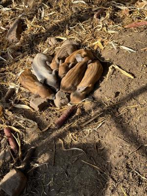 Mangalita cu origini - imagine 4