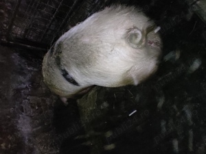 Vând porc pentru sacrificare 