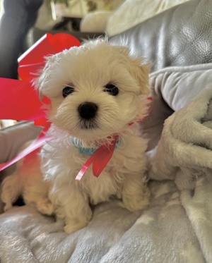 Bichon maltez fata - imagine 3