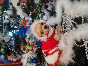 Băiețel chihuahua - imagine 2 Băiețel chihuahua - imagine 2