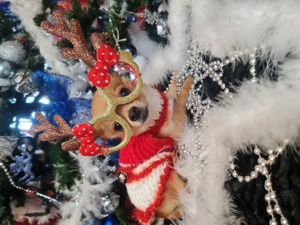 Băiețel chihuahua - imagine 3 Băiețel chihuahua - imagine 3