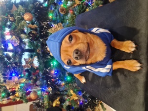 Băiat chihuahua - imagine 3 Băiat chihuahua - imagine 3