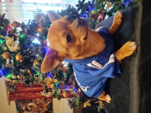 Băiat chihuahua - imagine 2 Băiat chihuahua - imagine 2