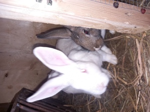 Iepuri adulti si pui  - imagine 2