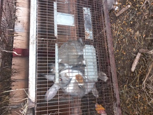 Iepuri adulti si pui  - imagine 4