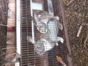 Iepuri adulti si pui  - imagine 3