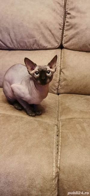 Motan Sfinx - imagine 2