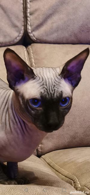 Motan Sfinx - imagine 3