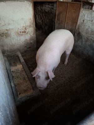 Vand porc gras cu 15 lei kg 