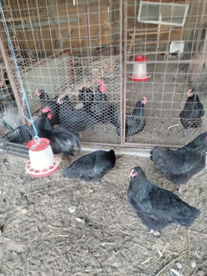 Puișori de australorp 