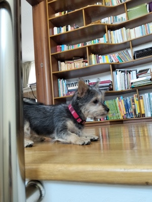 Vand Yorkshire Terrier