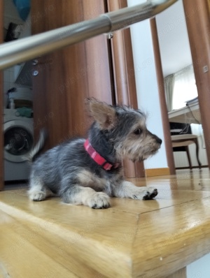 Donez Yorkshire Terrier