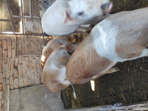 Porci de vânzare între 30 și 60 kg  negociabil  - imagine 3
