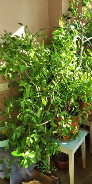 Vând arborele de cauciuc si dracena