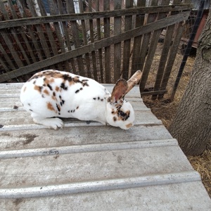 Iepuri Rex tricolor - imagine 2