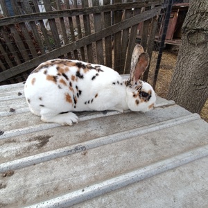 Iepuri Rex tricolor - imagine 3