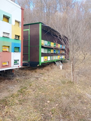 Remorca apicola  pavilion apicol omologata 60famili albine schimb cu ATV ,autoturism - imagine 2