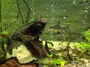 Mententanta, service, amenajari si intretinere acvarii, acvariu - imagine 3