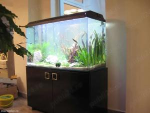 Mententanta, service, amenajari si intretinere acvarii, acvariu - imagine 4