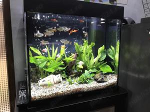 Mententanta, service, amenajari si intretinere acvarii, acvariu - imagine 5