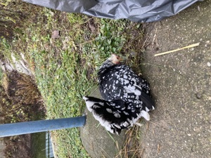 Păsări rare în România de vânzare !  - imagine 5