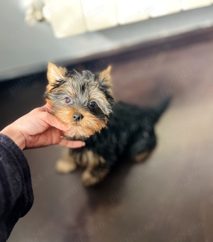 Băiețel Yorkshire terrier superb 