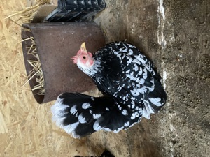 Păsări originale Chabo Bobat de vânzare! 