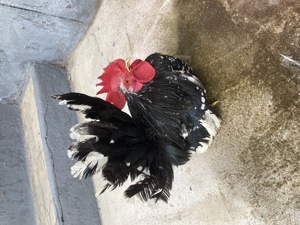 Păsări pitici rare în România de vânzare!