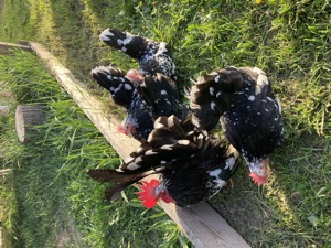 Păsări pitici rare în România de vânzare!  - imagine 4