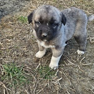 Pui kangal - imagine 3 Pui kangal - imagine 3