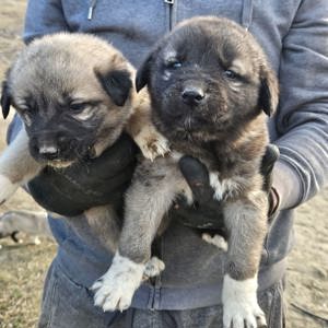 Catei kangal - imagine 4