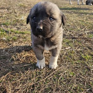 Catei kangal - imagine 3