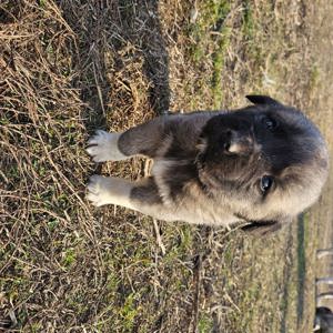 Catei kangal - imagine 5