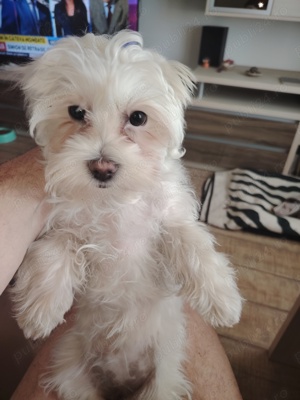 Bichon havanez femela