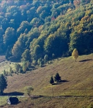 Teren Valea Urdii - Dâmbovicioara