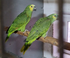 Vând amazoni cu fruntea albastră 