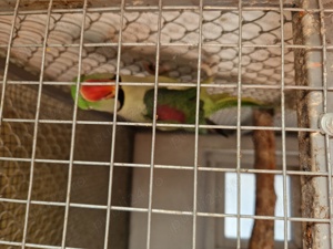 Vând Micul Alexander  - imagine 4