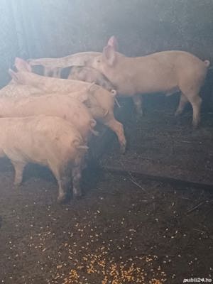 purcei de vanzare..2 luni