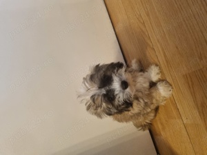  Cătei Bichon Maltez,