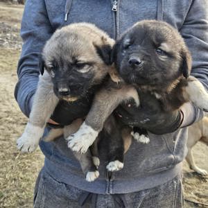 Pui kangal - imagine 2 Pui kangal - imagine 2