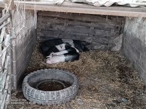 Vand schimb  purcei  ,porci - imagine 3