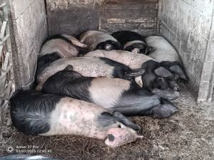 Vand schimb  purcei  ,porci - imagine 4