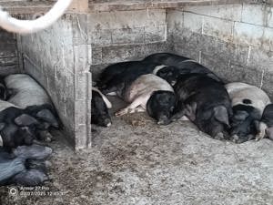 Vand schimb  purcei  ,porci - imagine 2