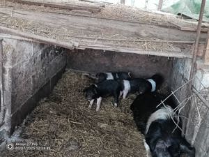 Vand schimb  purcei  ,porci