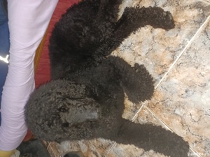 Pudel imperial - imagine 2 Pudel imperial - imagine 2