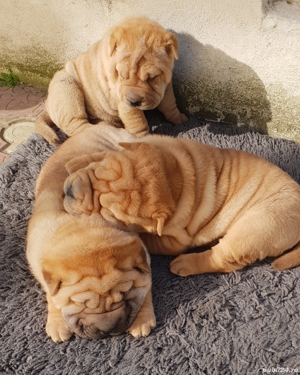 Shar pei 