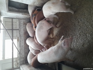 porci de carne - imagine 2