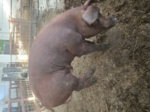 Porci de ingrasat 500 lei buc , de reproducție Landras , F1 , Marele Alb , Tn 70Duroc , Mangalita  - imagine 5