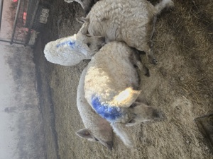 Porci de ingrasat 500 lei buc , de reproducție Landras , F1 , Marele Alb , Tn 70Duroc , Mangalita  - imagine 4