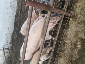 Porci de ingrasat 500 lei buc , de reproducție Landras , F1 , Marele Alb , Tn 70Duroc , Mangalita  - imagine 3